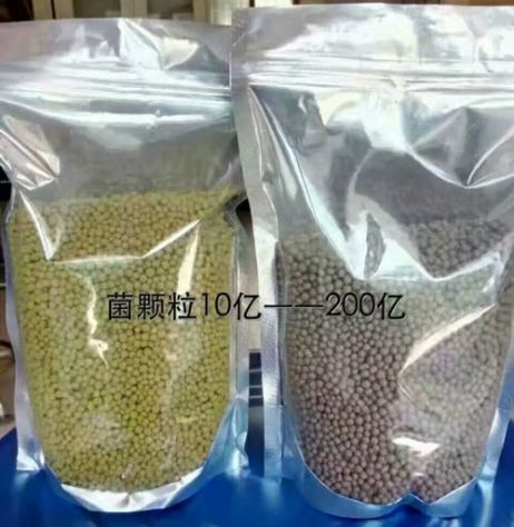 點(diǎn)擊查看詳細(xì)信息<br>標(biāo)題：枯草芽孢桿菌菌劑顆粒 閱讀次數(shù)：3329