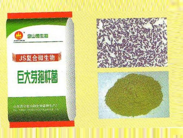 點(diǎn)擊查看詳細(xì)信息<br>標(biāo)題：巨大芽孢桿菌 閱讀次數(shù)：1902
